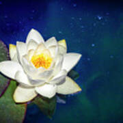 Celestial Water Lily Poster