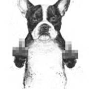 Censored Dog Poster