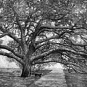 Century Tree 2 In Black And White Poster