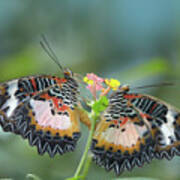 Cethosia Luzonica Butterflies Mating Poster