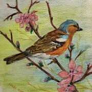 Chaffinch - Watercolour Pencil Drawing Poster