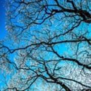 Chaotic System Of Ice Covered Tree Branches With Blue Sky Poster