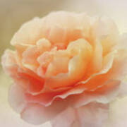 Apricot Rose Poster