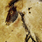 Chauvet Horse Poster