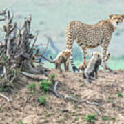 Cheetah Mound Poster