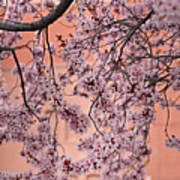 Cherry Blossom Spring Blooms Poster