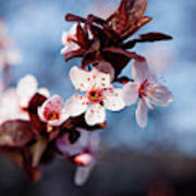 Cherry Blossoms And Blue Skies Poster