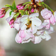 Cherry Blossoms, Bee, 4 Poster