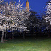 Cherry Blossoms Overlooking Washington Monument 1 Poster