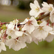 Cherry Blossoms Poster