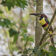 Chestnut-eared Aracari Poster