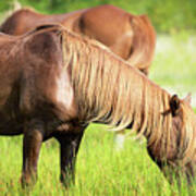 Chestnut Horse Grazing In A Meadow Poster