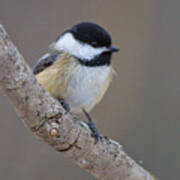 Chickadee Dee Dee Poster