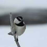 Chickadee Poster