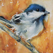 Chickadee On Branch Poster