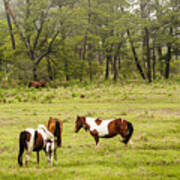 Chincoteague Pony Herd Poster