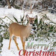 Christmas Doe In The Snow Poster
