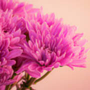 Chrysanthemums Bold And Beautiful 7 Poster