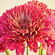 Chrysanthemums Bold And Beautiful 8 Poster