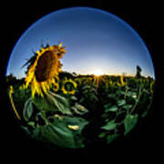 Circular Fisheye Sun Flower Field At Sun Rise Poster