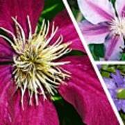 Clematis Blossoms Poster