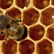 Close-up Of One Bee On Honeycomb Poster