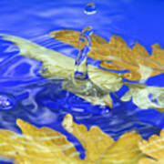 Close Up Of The Autumn Leaves  Water Splash Poster