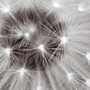 Close Up Of The Black And White Dandelion Clock Poster