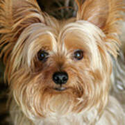 Close Up Yorkie Poster