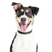 Closeup Of Happy Crossbreed Dog Mouth Open Poster