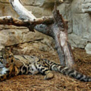 Clouded Leopard Poster