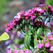 Cloudless Sulphur Butterfly Poster