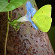 Cloudless Sulphur On Morning Glory #9978 Poster