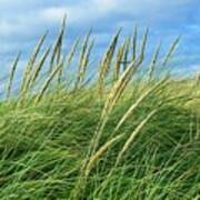 Coastal Grass Poster