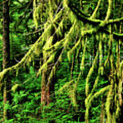 Coastal Rain Forest In Alaska Poster