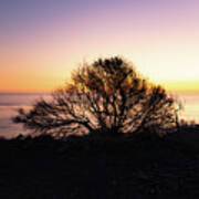 Coastal Tree After Sunset Poster