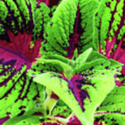 Coleus Up Close And Personal Poster
