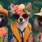 Collection Glasses Fashion Dog Flowers Background Hats Wearing Dogs Cute Chihuahua Pet Animal Puppy Canino White Isolated Breed Mammal Small Brown Purebred Black Sitting Portrait Domestic Little Poster