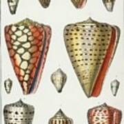 Collection Of Shells Poster