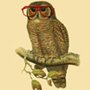 College Student Owl Poster