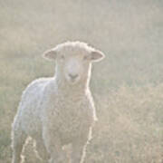 Colonial Sheep In Soft Light Poster