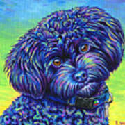 Opalescent - Black Toy Poodle Poster