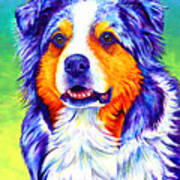Colorful Blue Merle Australian Shepherd Dog Poster