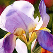 Colorful Iris Poster
