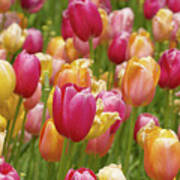 Colorful Tulips Poster