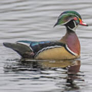 Colorful Woodduck Poster