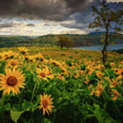 Columbia Gorge Blooms Poster