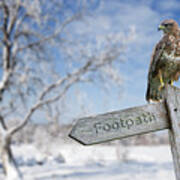 Common Buzzard Perched In Winter Poster