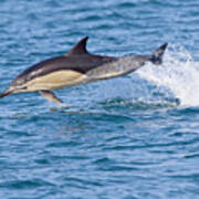 Common Dolphin Leaping, Cornwall. Poster