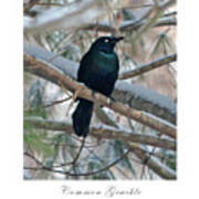 Common Grackle Poster